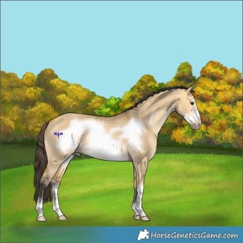 Horse Color:Buckskin Dun Sabino Frame 
