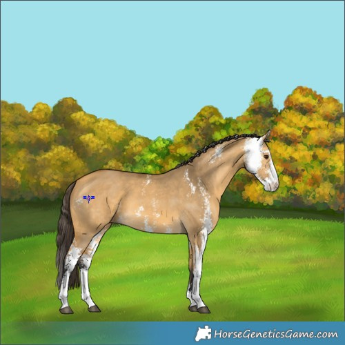 Horse Color:Buckskin Dun Sabino 
