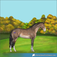 Horse Color:Brown Dun Sabino 