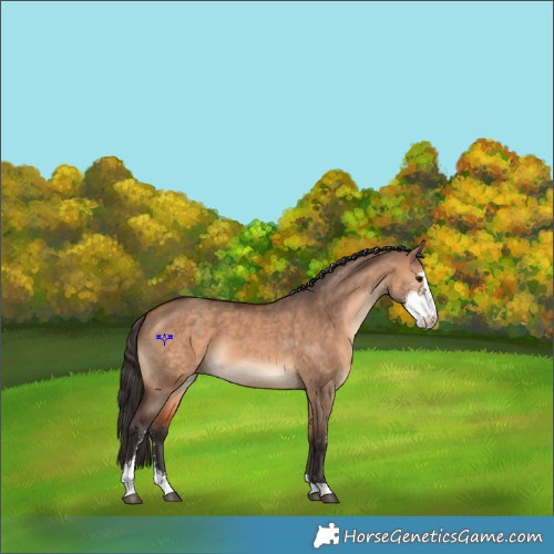 Horse Color:Bay Dun Sabino 