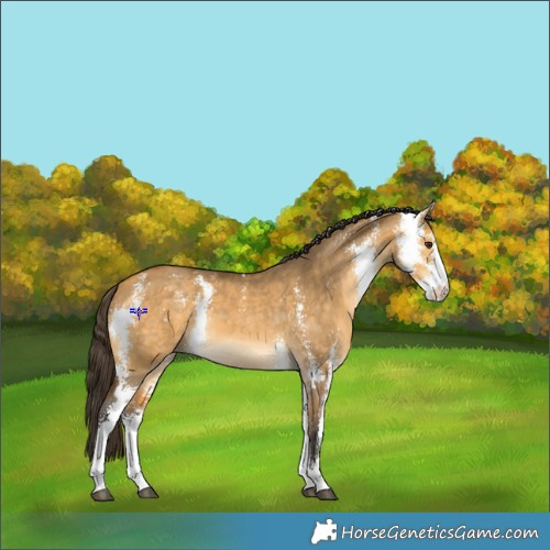 Horse Color:Buckskin Dun Sabino 