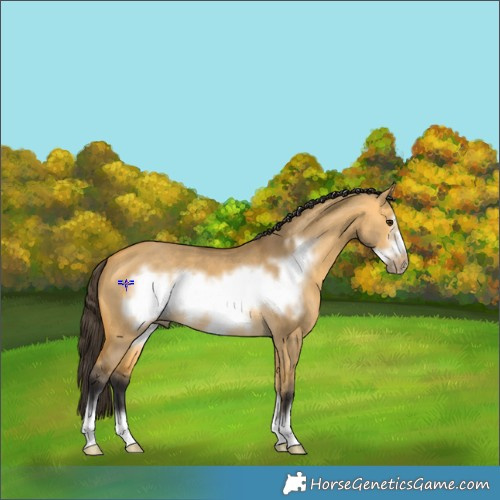 Horse Color:Buckskin Dun Sabino Frame 