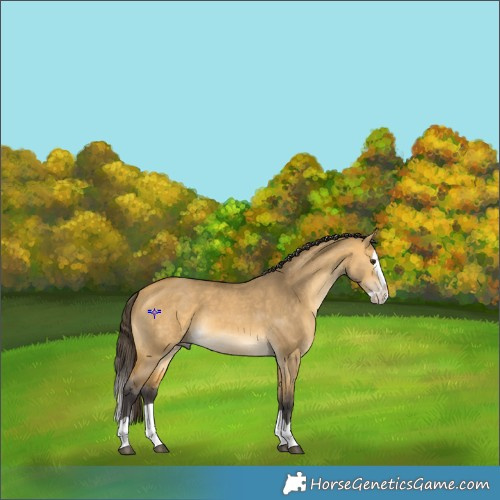 Horse Color:Buckskin Dun Splash 