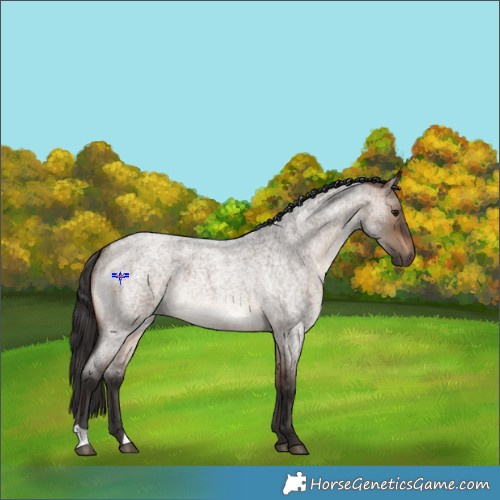 Horse Color:Brown Roan Dun 