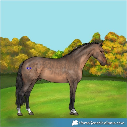 Horse Color:Brown Dun 