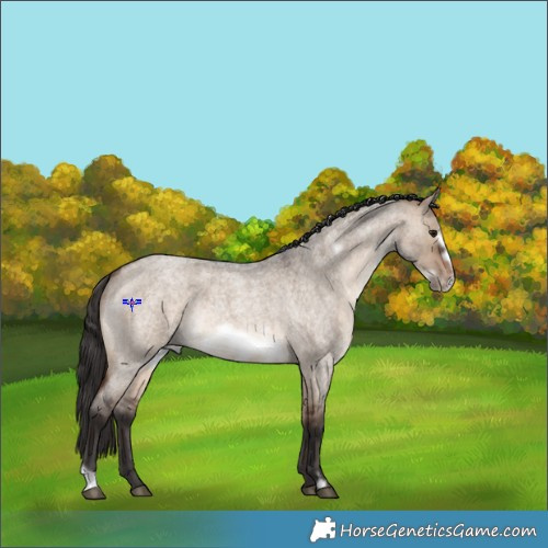 Horse Color:Brown Roan Dun Frame Rabicano 