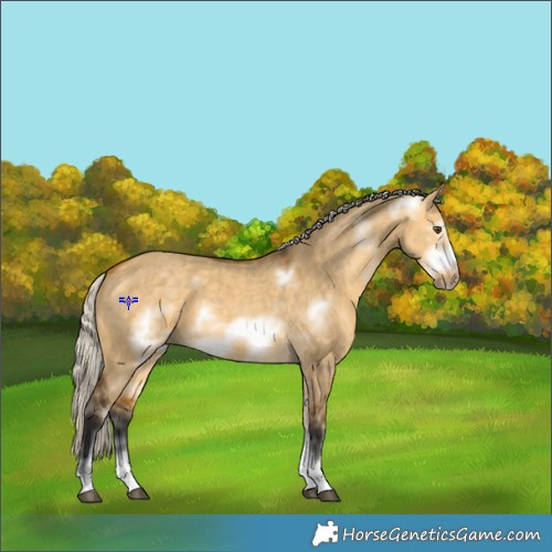 Horse Color:Silver Buckskin Dun Sabino Frame 