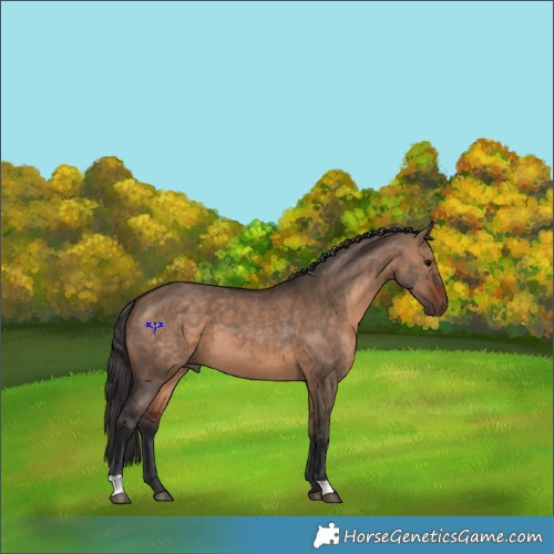 Horse Color:Bay Dun 