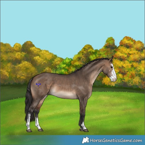 Horse Color:Brown Dun Sabino 