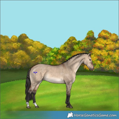 Horse Color:Brown Dun 