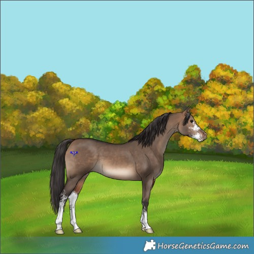 Horse Color:Bay Dun Sabino 
