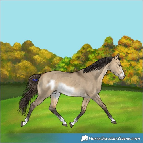 Horse Color:Buckskin Dun Sabino Frame 