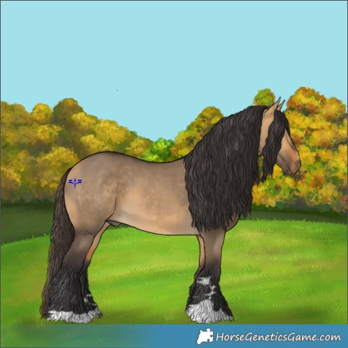 Horse Color:Buckskin Dun 