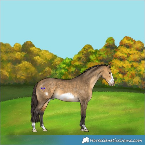 Horse Color:Buckskin Dun Frame 