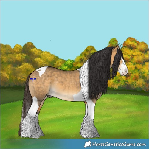 Horse Color:Buckskin Dun Sabino Splash Tobiano 