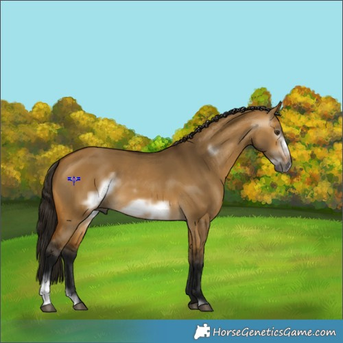 Horse Color:Gray Buckskin Dun Sabino Frame 