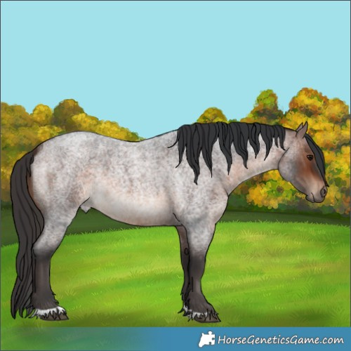 Horse Color:Brown Roan Rabicano 