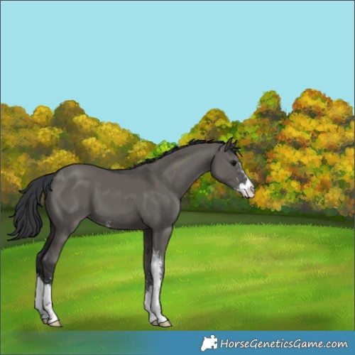 Horse Color:Grullo Sabino 