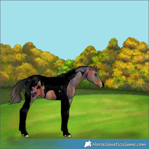 Horse Color:Void Nacre Brown Tobiano Appaloosa 