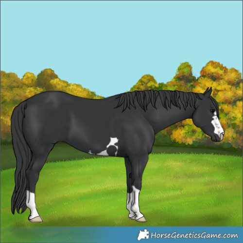 Horse Color:Black 