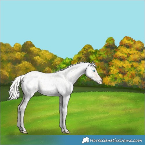 Horse Color:Silver Smoky Creme Sabino Near Leopard 