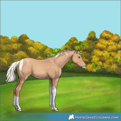 Horse Color:Silver Classic Champagne Tobiano 