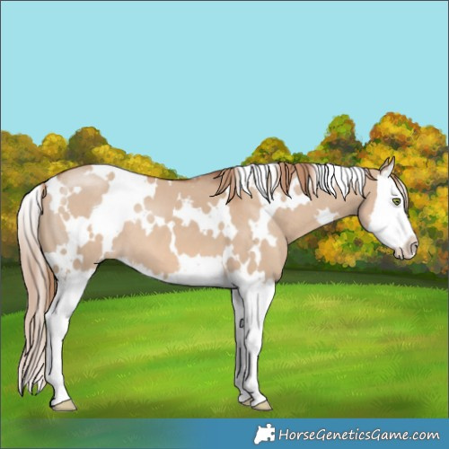 Horse Color:White Spotted Red Dun Splash 