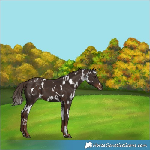 Horse Color:White Spotted Liver Chestnut 