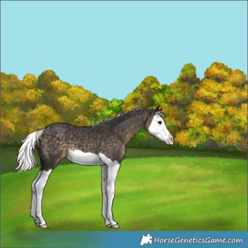 Horse Color:Silver Smoky Black Splash 