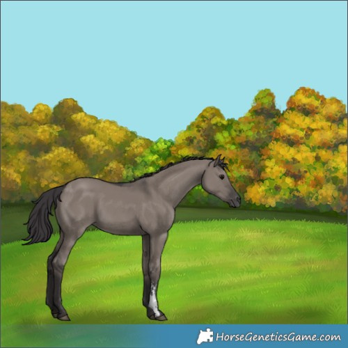 Horse Color:Smoky Grullo Sabino Rabicano 