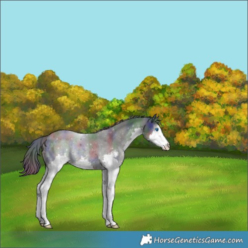 Horse Color:Nacre Black Sabino Splash Rabicano 