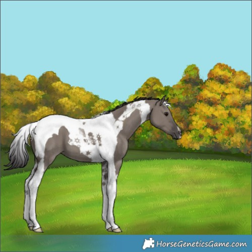 Horse Color:Smoky Grullo Tobiano 