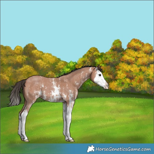 Horse Color:Bay Sabino Splash 
