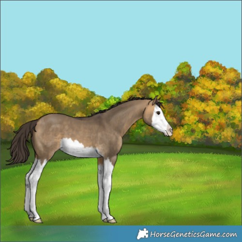 Horse Color:Buckskin Dun Splash 