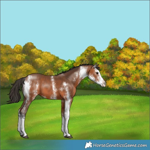 Horse Color:Bay Sabino 