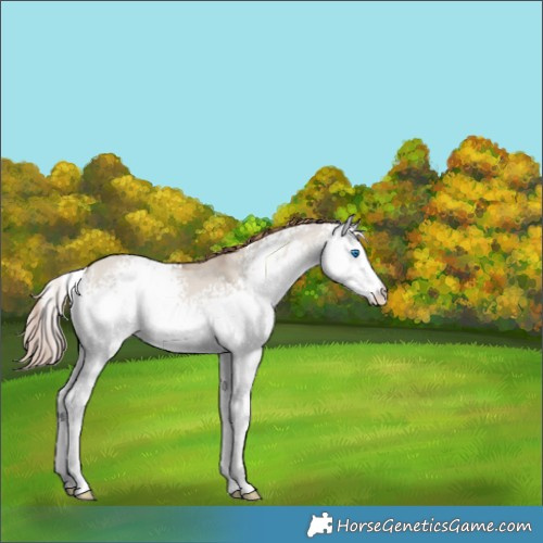 Horse Color:White Spotted Classic Champagne Dun Sabino Splash Appaloosa Rabicano 