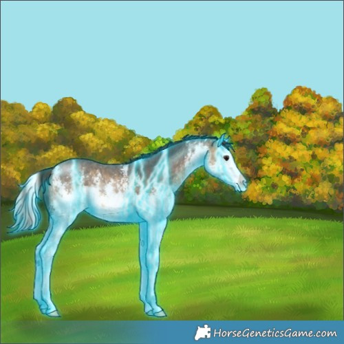 Horse Color:Thunderstruck White Spotted Buckskin Sabino Splash 