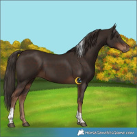 Horse Color:Liver Chestnut Tobiano 
