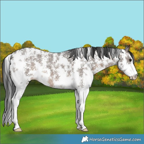 Horse Color:Brown Dun Sabino 