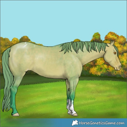 Horse Color:Watercolor Buckskin Dun Appaloosa 