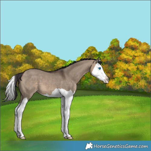 Horse Color:Brown Dun Splash 