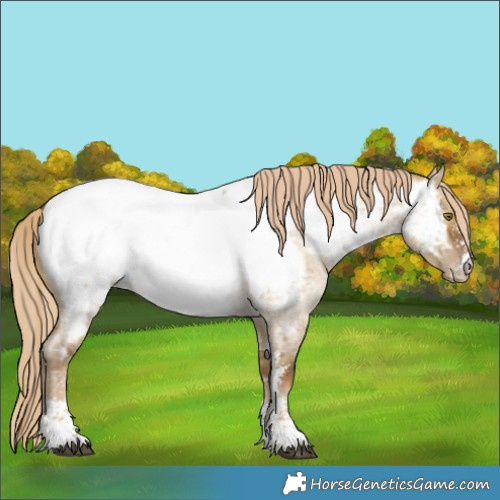 Horse Color:Chocolate Palomino Roan Dun Sabino Appaloosa