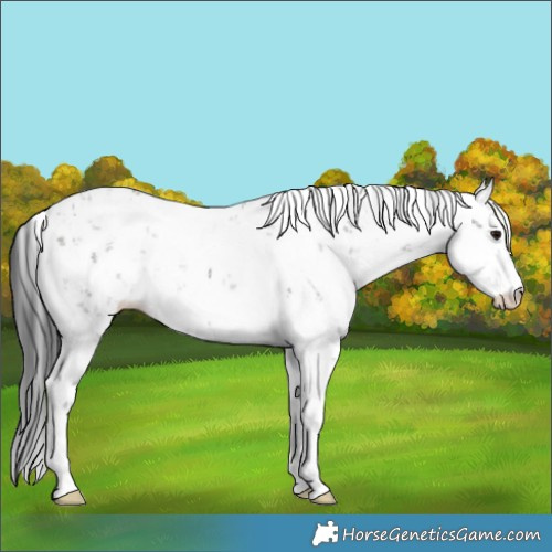 Horse Color:Grullo Sabino