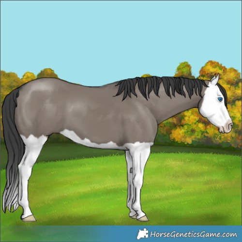 Horse Color:Grullo Splash 