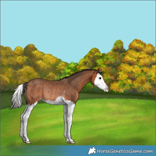 Horse Color:Bay Splash Rabicano 