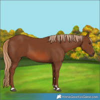 Horse Color:Chestnut 