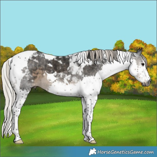 Horse Color:Gray White Spotted Silver Smoky Black Splash Tobiano Appaloosa