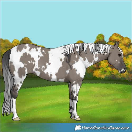 Horse Color:White Spotted Grullo 