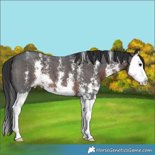 Horse Color:Brown Sabino Splash 