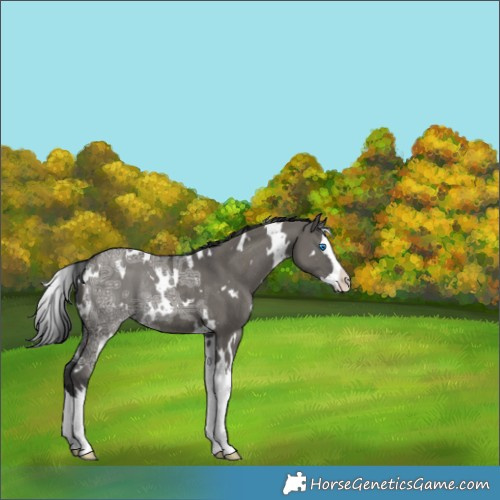 Horse Color:White Spotted Grullo Ice Splash Rabicano 